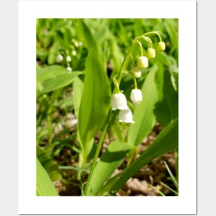 Lispe Lily of the Valley Posters and Art